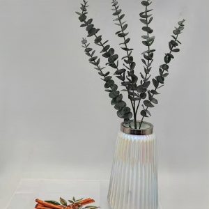 اکالیپتوس لمسی وارداتی 1